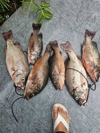 Cá câu được bằng mồi lure đã thay lưỡi BKK